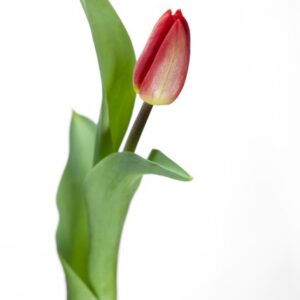 Červený tulipán Strong fire 40 cm