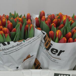 Tulipa En Tropicana 42cm