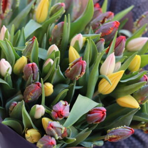 Mix 51 tulipánů 40 cm