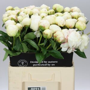 Bílá pivoňka Paeonia Bowl Of Cream 60 cm