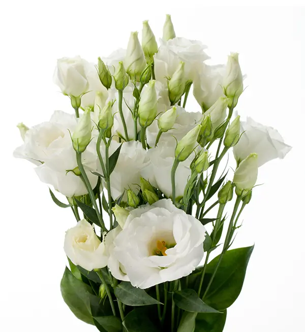 Bílá Eustoma Du Cessna White 70 cm