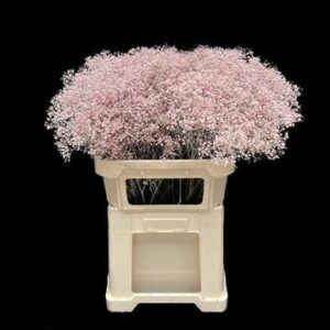 Gypsophila Star Light Pink 70 cm