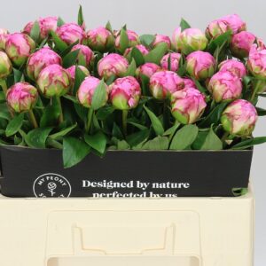 Růžová pivoňka Fleming 60 cm