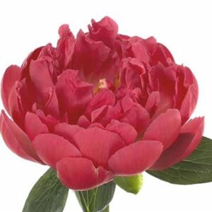 Růžová pivoňka Pink Hawaiian Coral 60cm