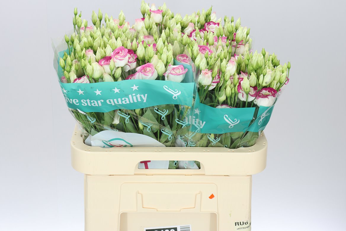 Růžová Eustoma Rosita Pink Picotee 70 cm