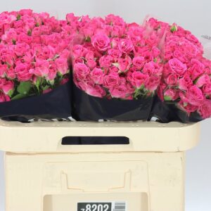 Růžová trsová růže Lovely Lydia 60 Cm
