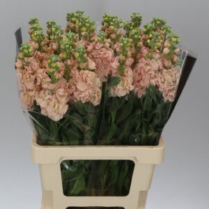 Matthiola Apricot 70 cm