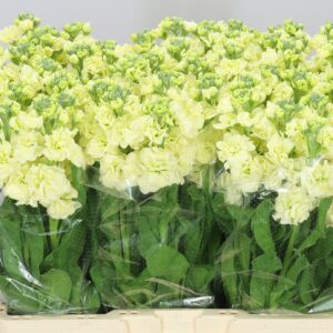 Matthiola Cream 60 cm