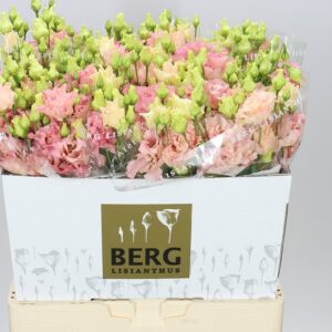 Růžová Eustoma Corelli Coral 70 cm