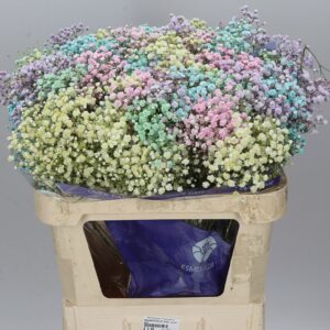 Gypsophila duhová Absorbed Rainbou 70 cm 40g