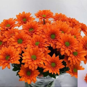 Oranžová chryzantéma Marcato 70 cm