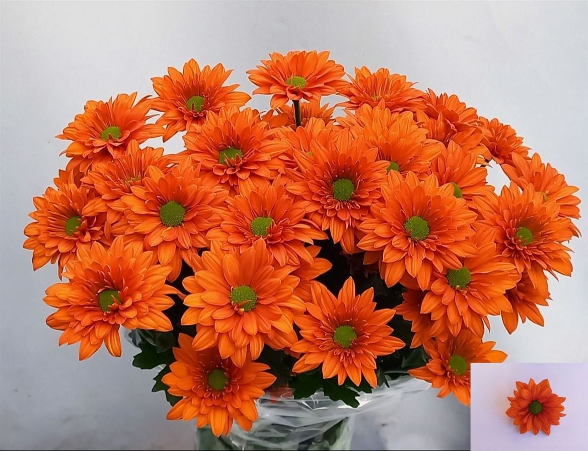 Oranžová chryzantéma Marcato 70 cm