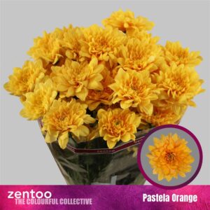 Světle oranžová chryzantéma Pastela Orange 70 cm